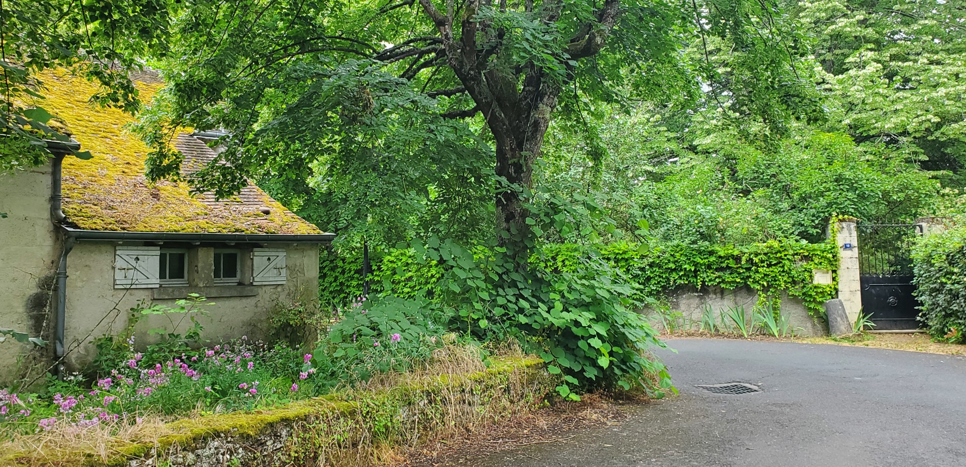 Running through the Loire Valley vineyards